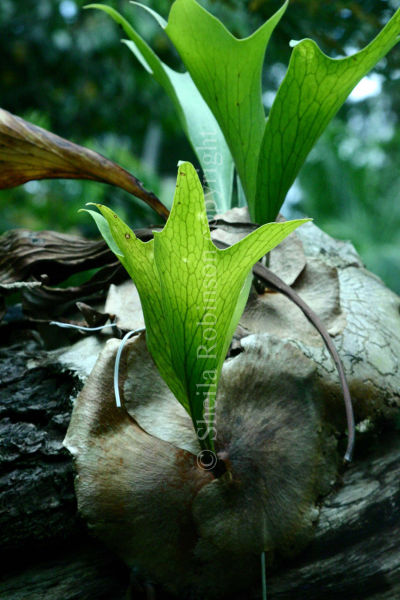 Flowers and Plants of the Kuranda Rain Forest